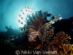 Lionfish taken at Nabq Park with E300, 14mm lens and 0.25... by Nikki Van Veelen 